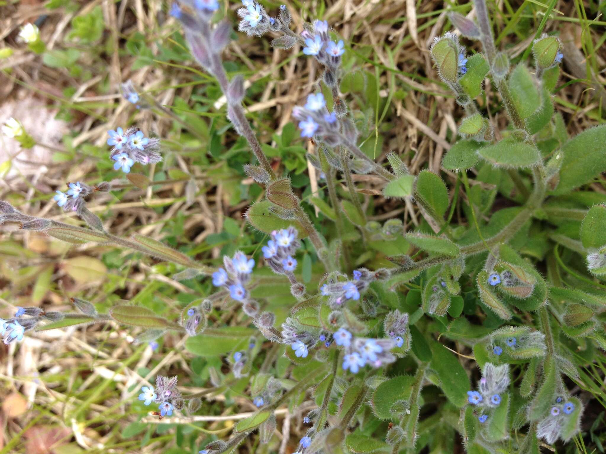 Image of strict forget-me-not