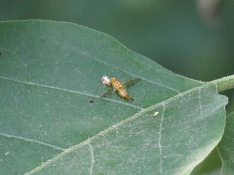 Image of Mexican Fruit Fly