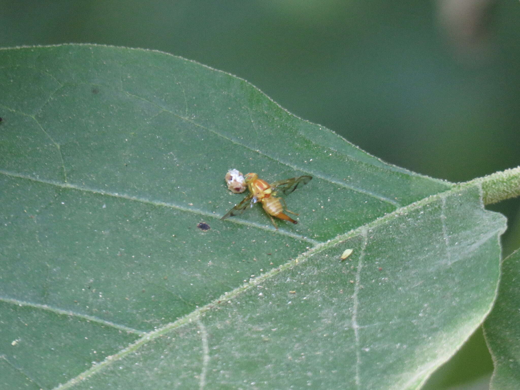 Image of Mexican Fruit Fly