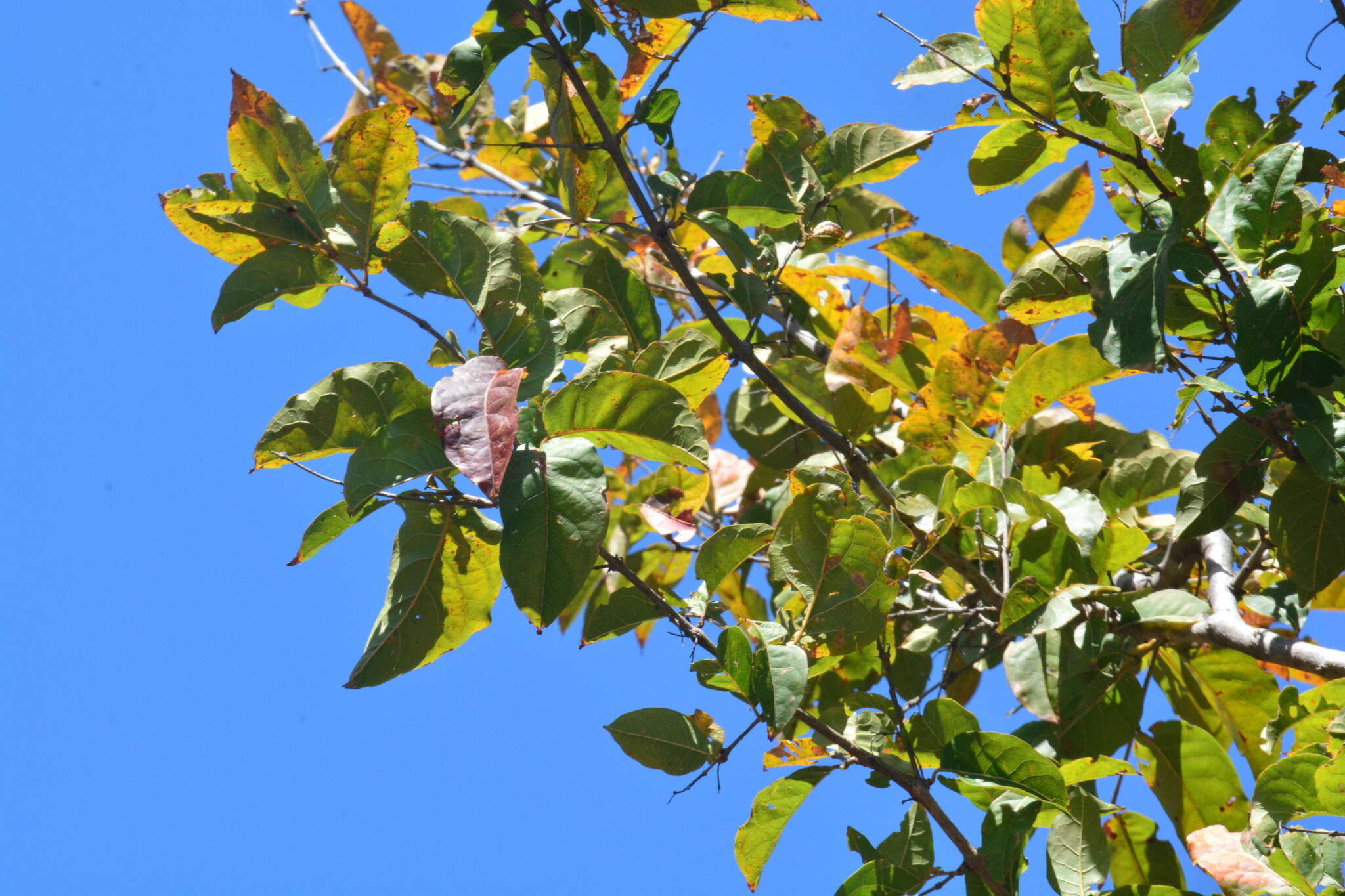 Imagem de Combretum leprosum Mart.