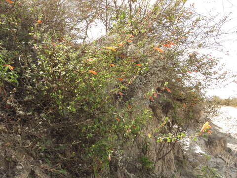 Image of Clinopodium mexicanum (Benth.) Govaerts