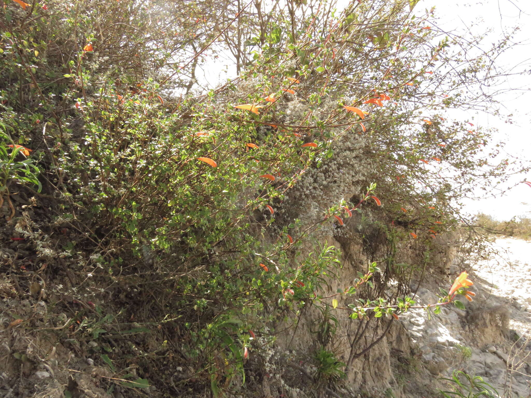 Image of Clinopodium mexicanum (Benth.) Govaerts