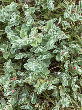 Imagem de Indigofera cordifolia Roth