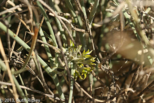 Plancia ëd Orthanthera albida Schinz