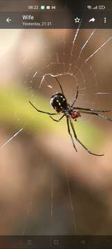 Image of Leucauge argentina (Hasselt 1882)