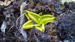 Pinguicula chilensis Clos的圖片