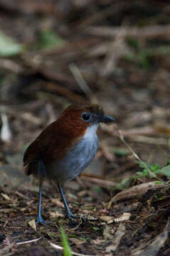 Image of White-bellied Antpitta