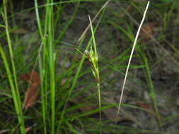 Scleria tricuspidata S. T. Blake的圖片