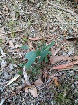 Слика од Eucalyptus fastigata Deane & Maiden