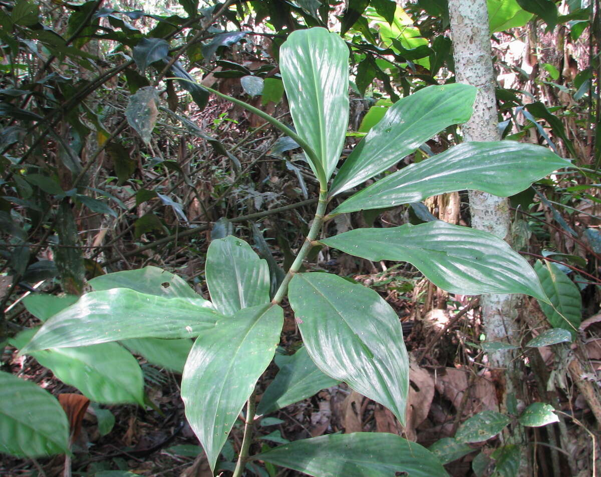 Image of Costus erythrocoryne K. Schum.