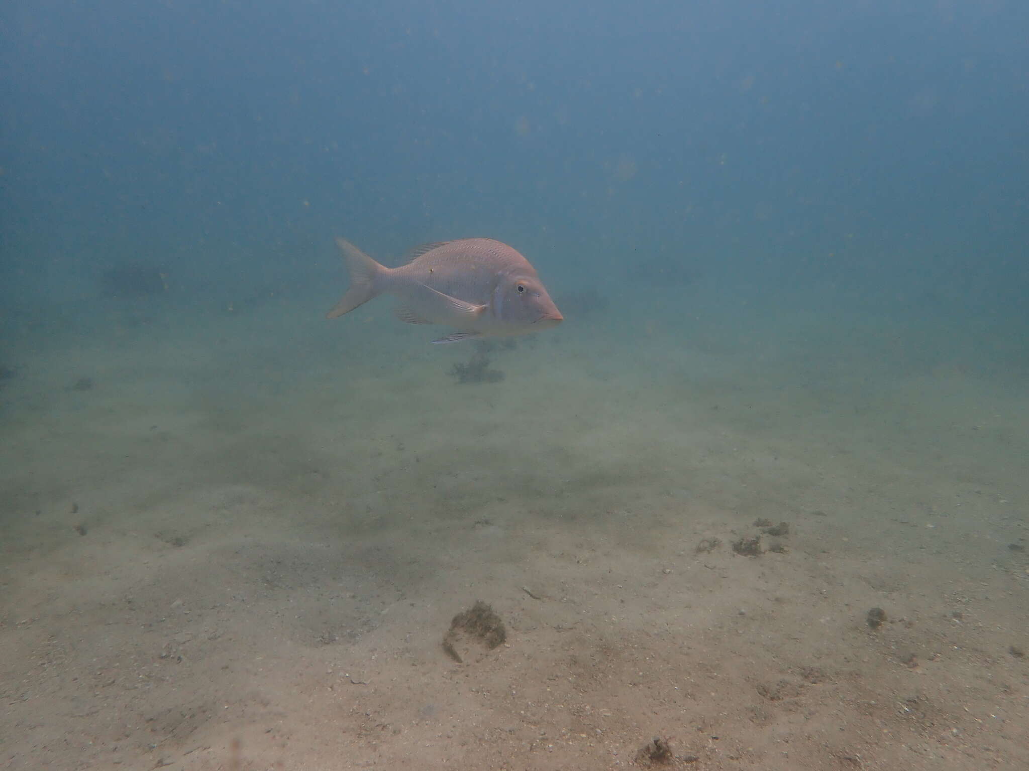 Lethrinus nebulosus (Forsskål 1775) resmi