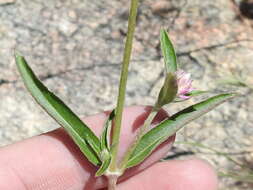 Image of Sonoran globe amaranth