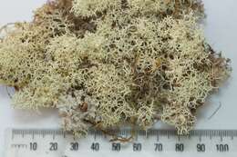 Image of Cladonia confusa R. Sant.