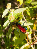 Image of Pepsis rubra (Drury 1773)