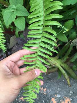 Image de Nephrolepis brownii (Desv.) Hovenk. & Miyam.