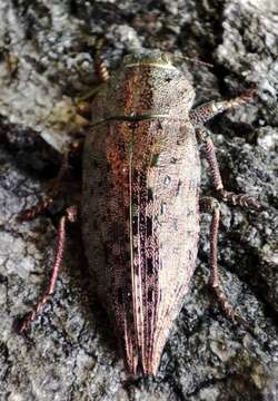 Image of Dicerca berolinensis (Herbst 1779)