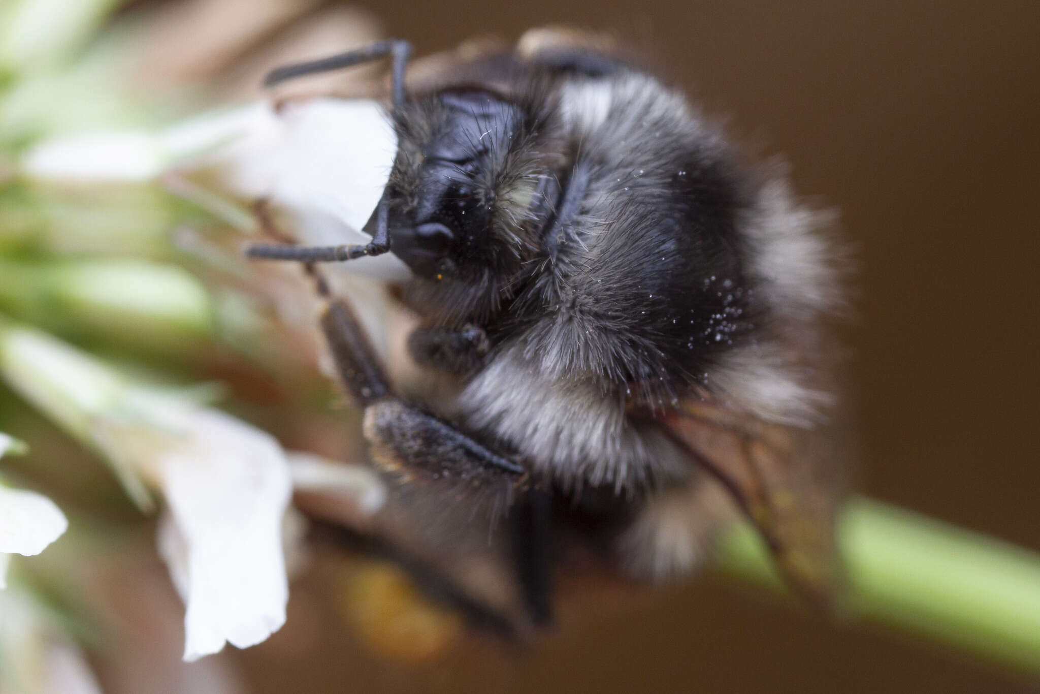 Image of Bombus vancouverensis vancouverensis Cresson 1879