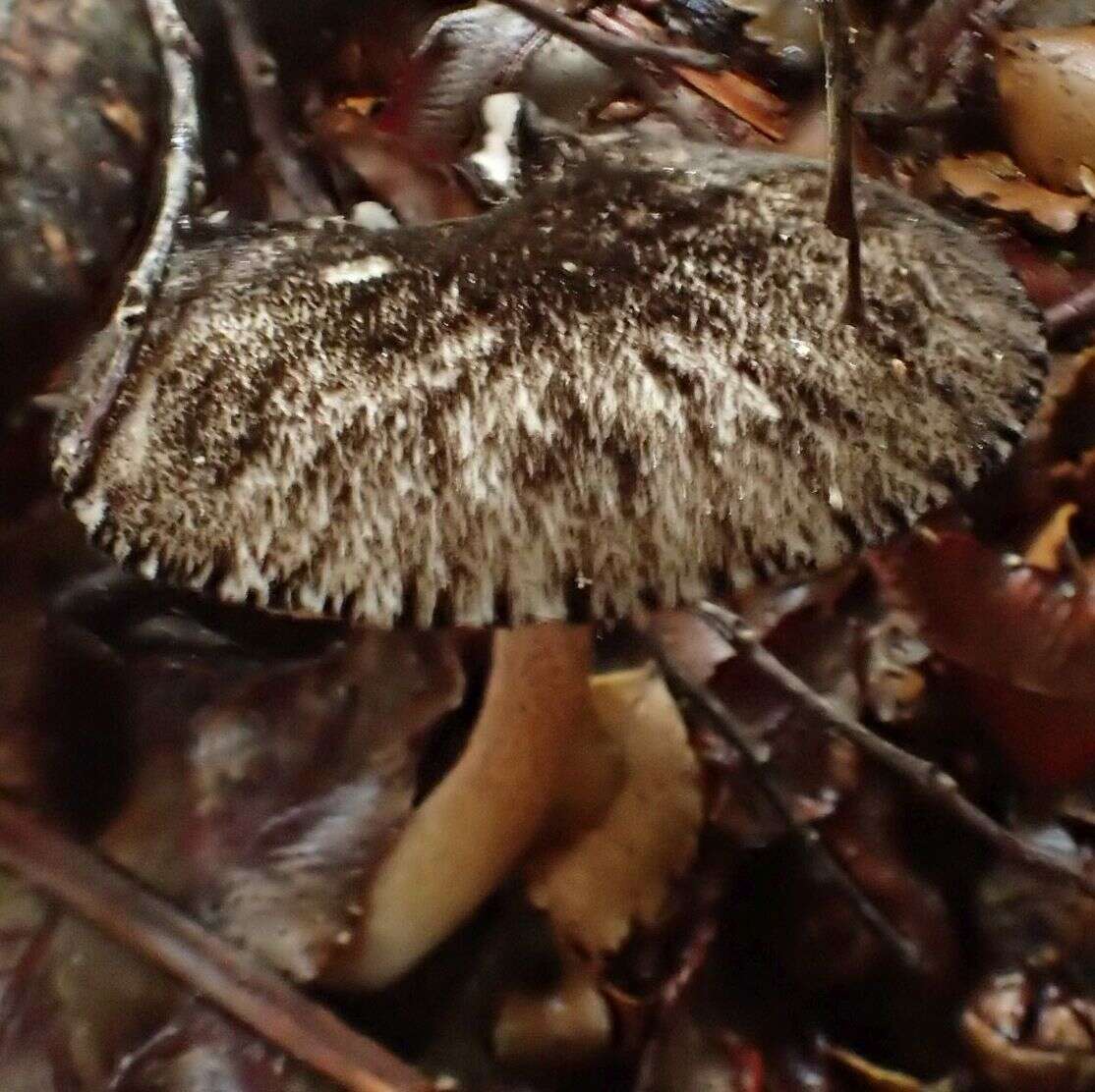 Image de Pluteus readiarum G. Stev. 1962