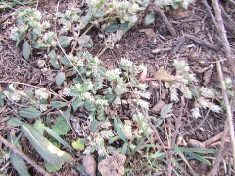 Image of woolly cottonflower