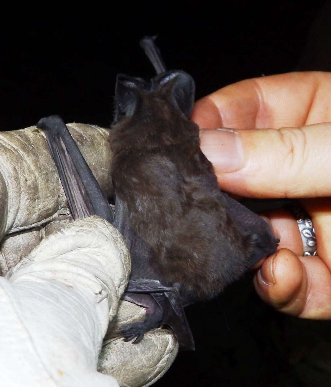 Image of Tadarine Free-tailed Bats