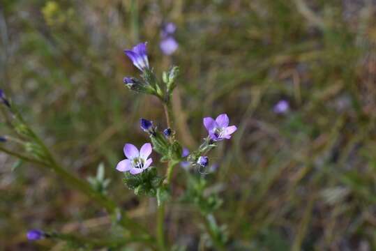 Image of Nevada gilia