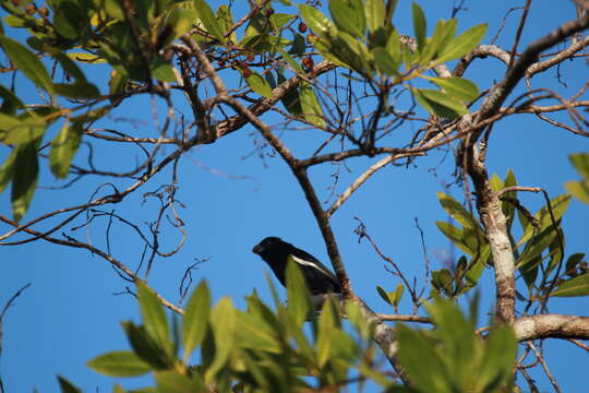 Image of Cuban Bullfinch