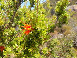 Sivun Lambertia inermis R. Br. kuva