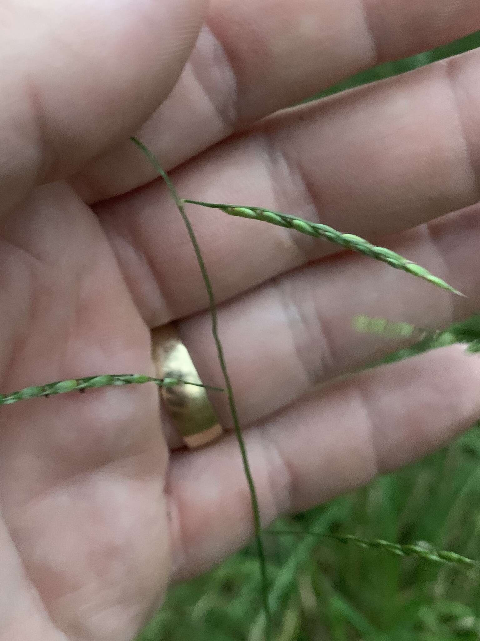 Plancia ëd Eriochloa pseudoacrotricha (Stapf ex Thell.) J. M. Black