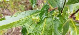 Image of Matelea campechiana (Standl.) R. E. Woodson