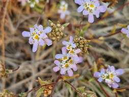 Image of Melanospermum foliosum (Benth.) O. M. Hilliard