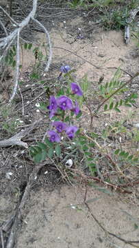 Image of Swainsona lessertiifolia DC.