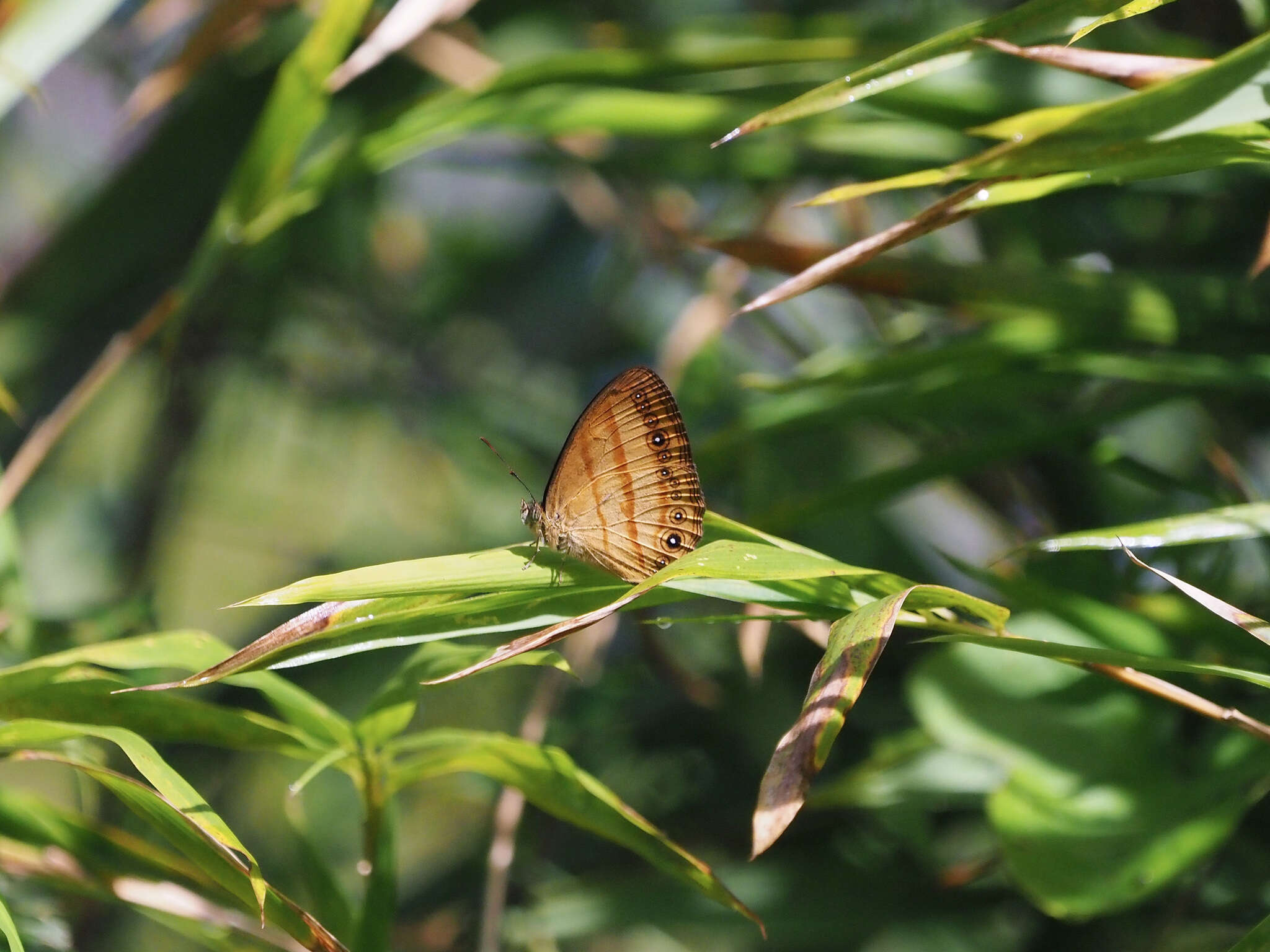 Image of Mycalesis pitana