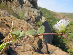 Imagem de Delosperma lebomboense (L. Bol.) Lavis