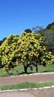 Imagem de Cassia leptophylla Vogel