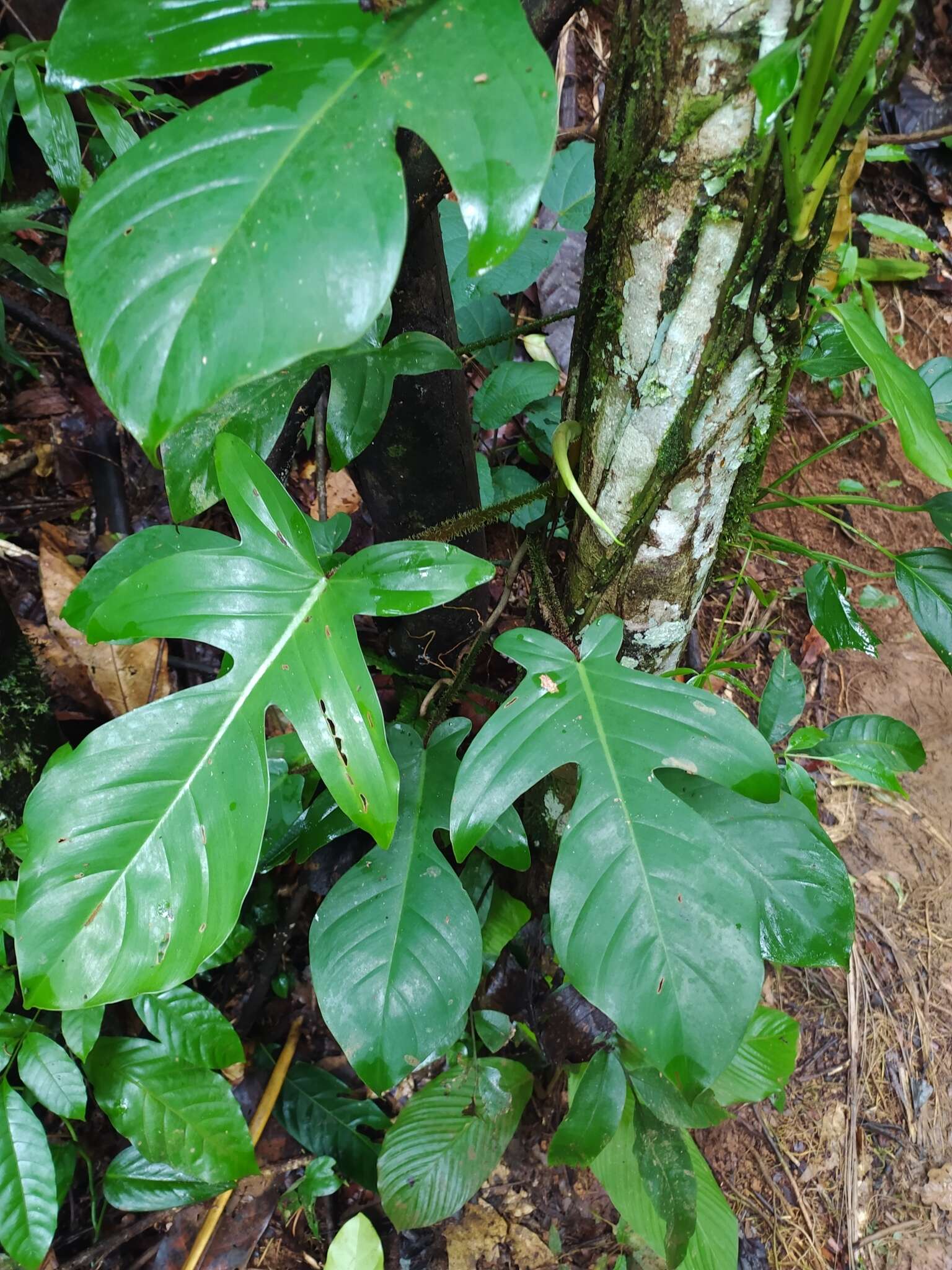 Image of Philodendron squamiferum Poepp.