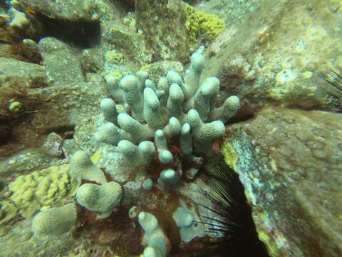 Image of Branched Finger Coral