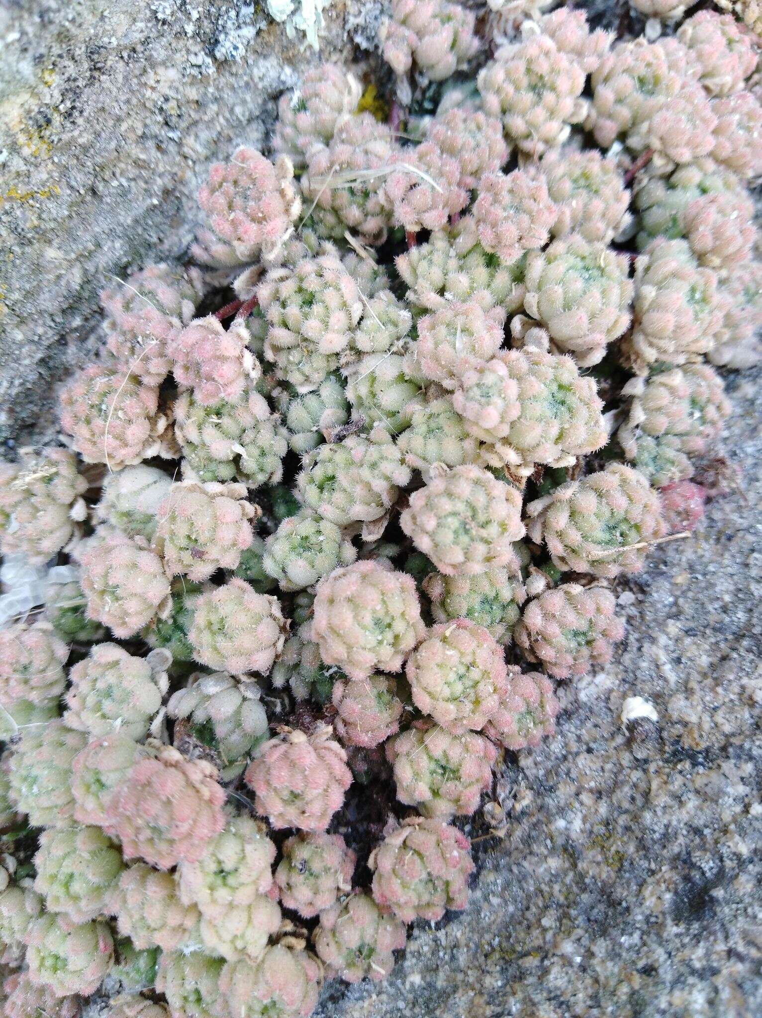 Imagem de Sedum hirsutum All.