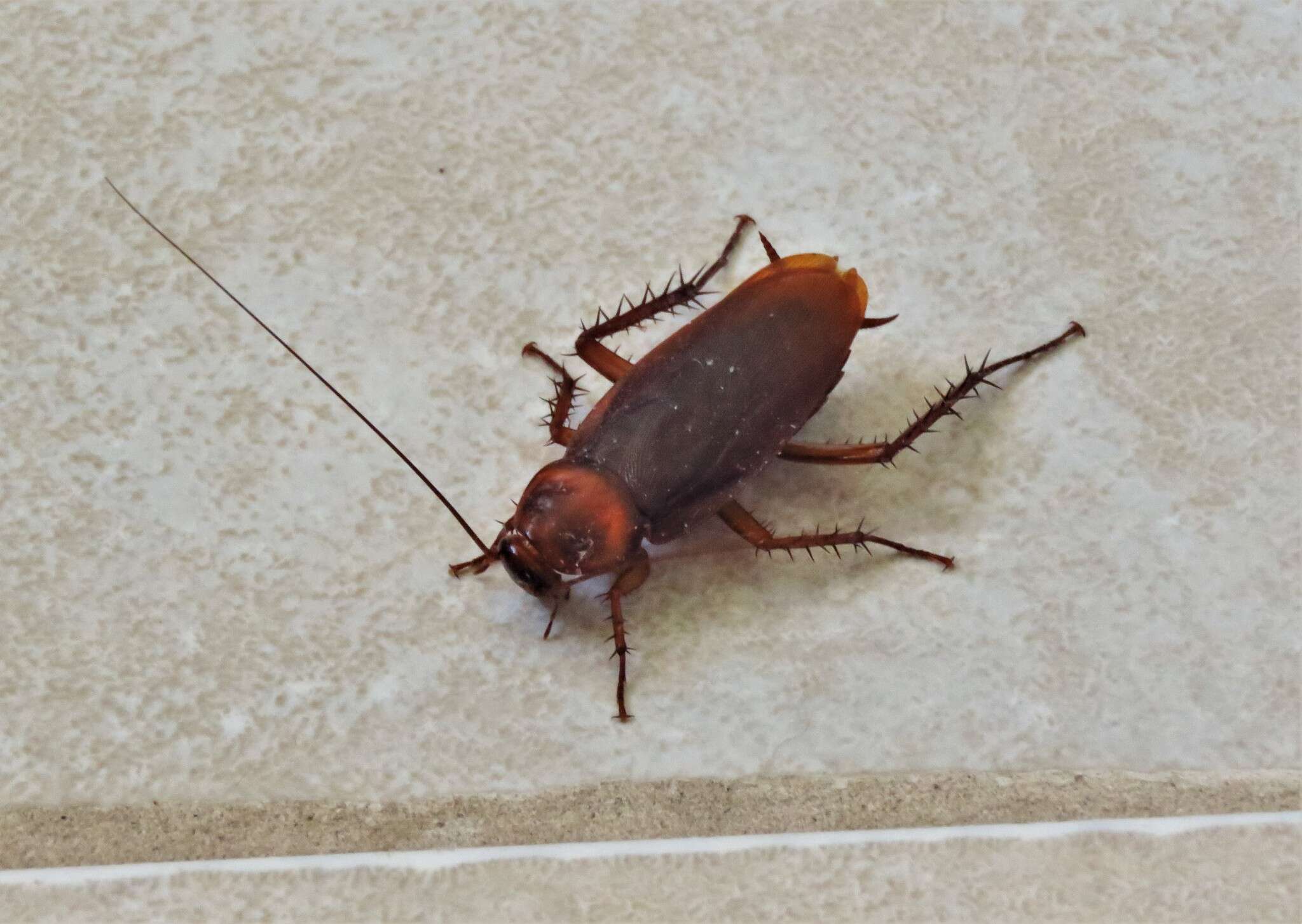 Image of Large Brown Cockroach