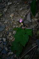 Image of Begonia austrotaiwanensis Y. K. Chen & C. I. Peng