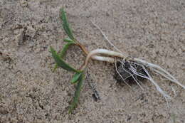 Image of Xanthium orientale subsp. riparium (Celak.) Greuter