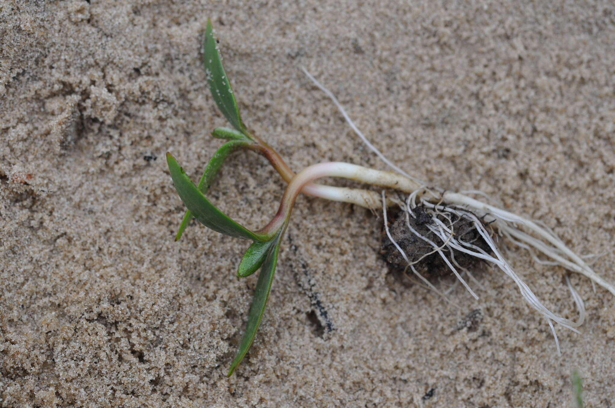 Imagem de Xanthium orientale subsp. riparium (Celak.) Greuter