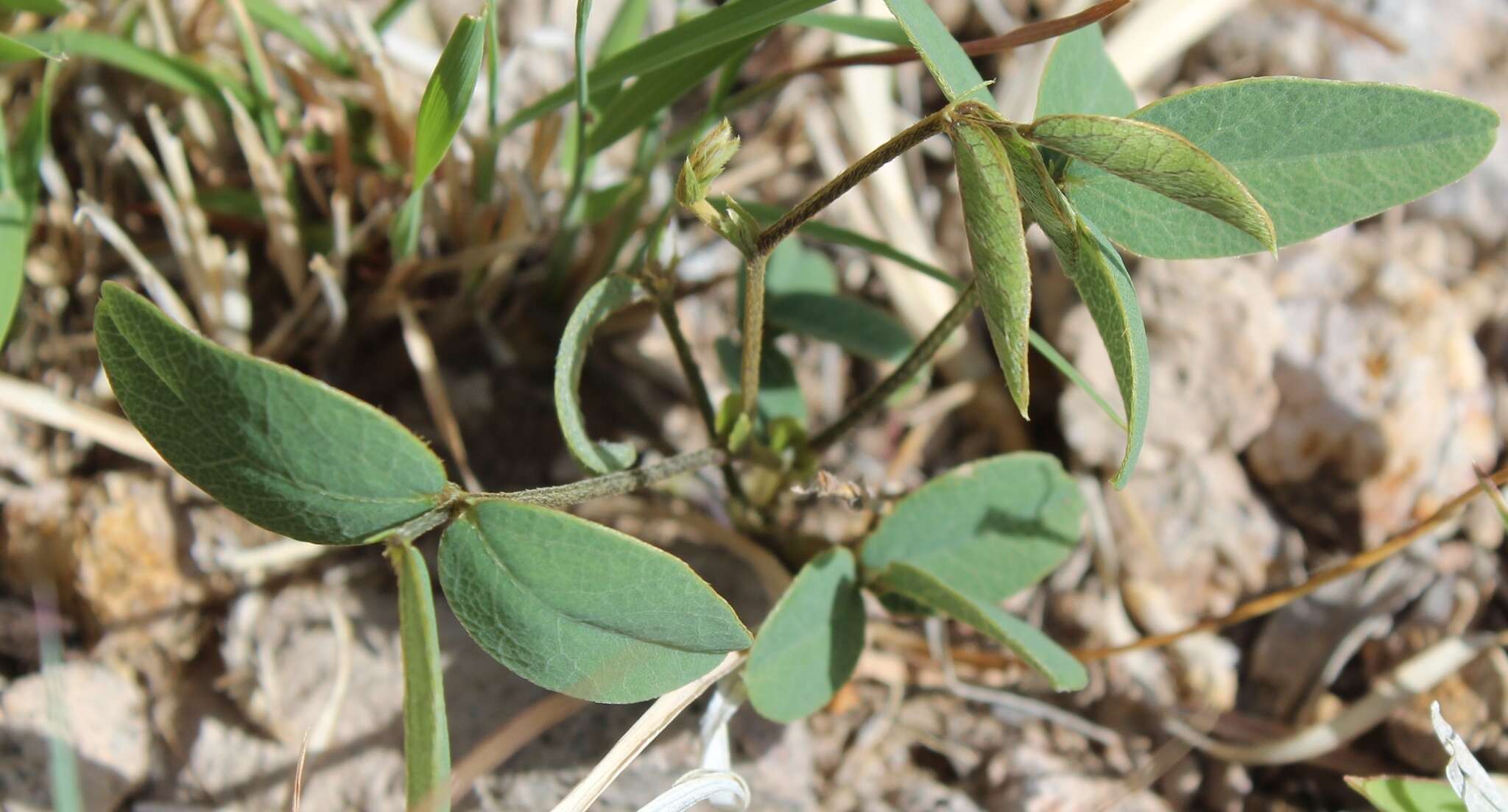 Image of Lemmon's cologania