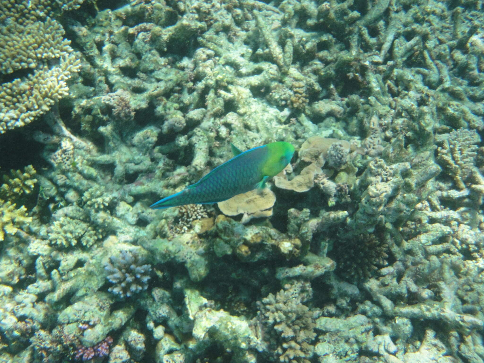 Image of Greensnout parrotfish