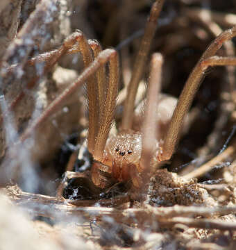 Image of Desert Recluse