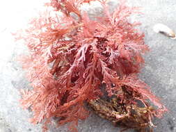 Image of Plocamium microcladioides