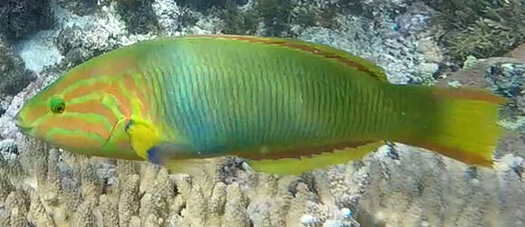 Image of Green moon wrasse