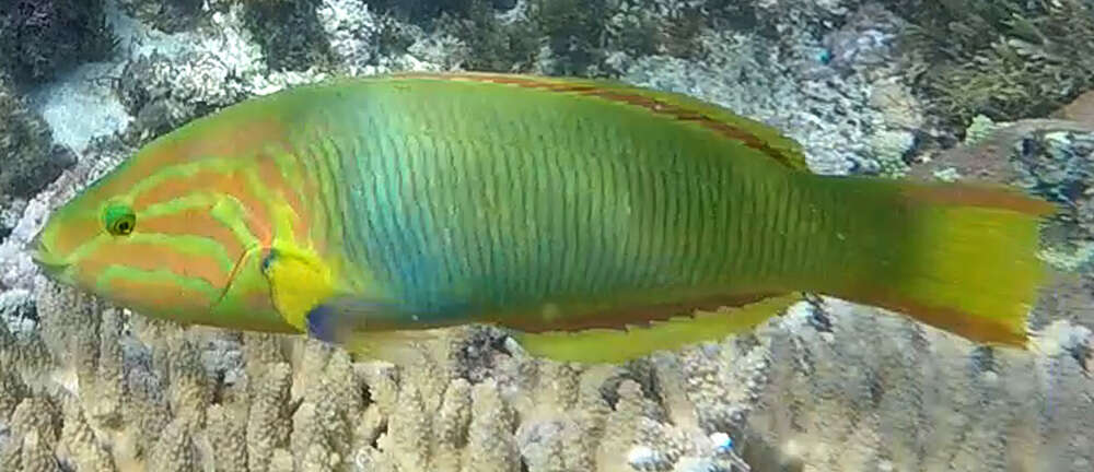 Thalassoma lutescens (Lay & Bennett 1839) resmi