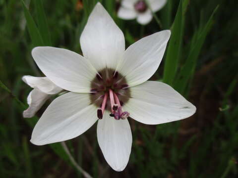 Image of Geissorhiza tulbaghensis F. Bolus