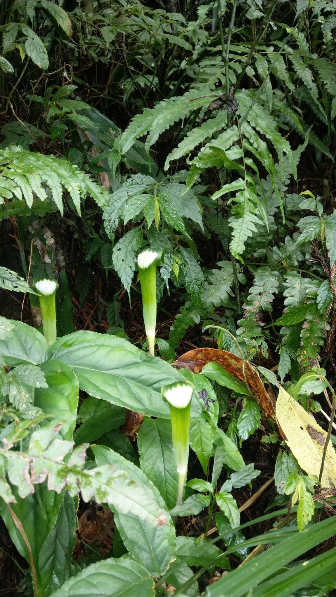 Image of Arisaema penicillatum N. E. Br.