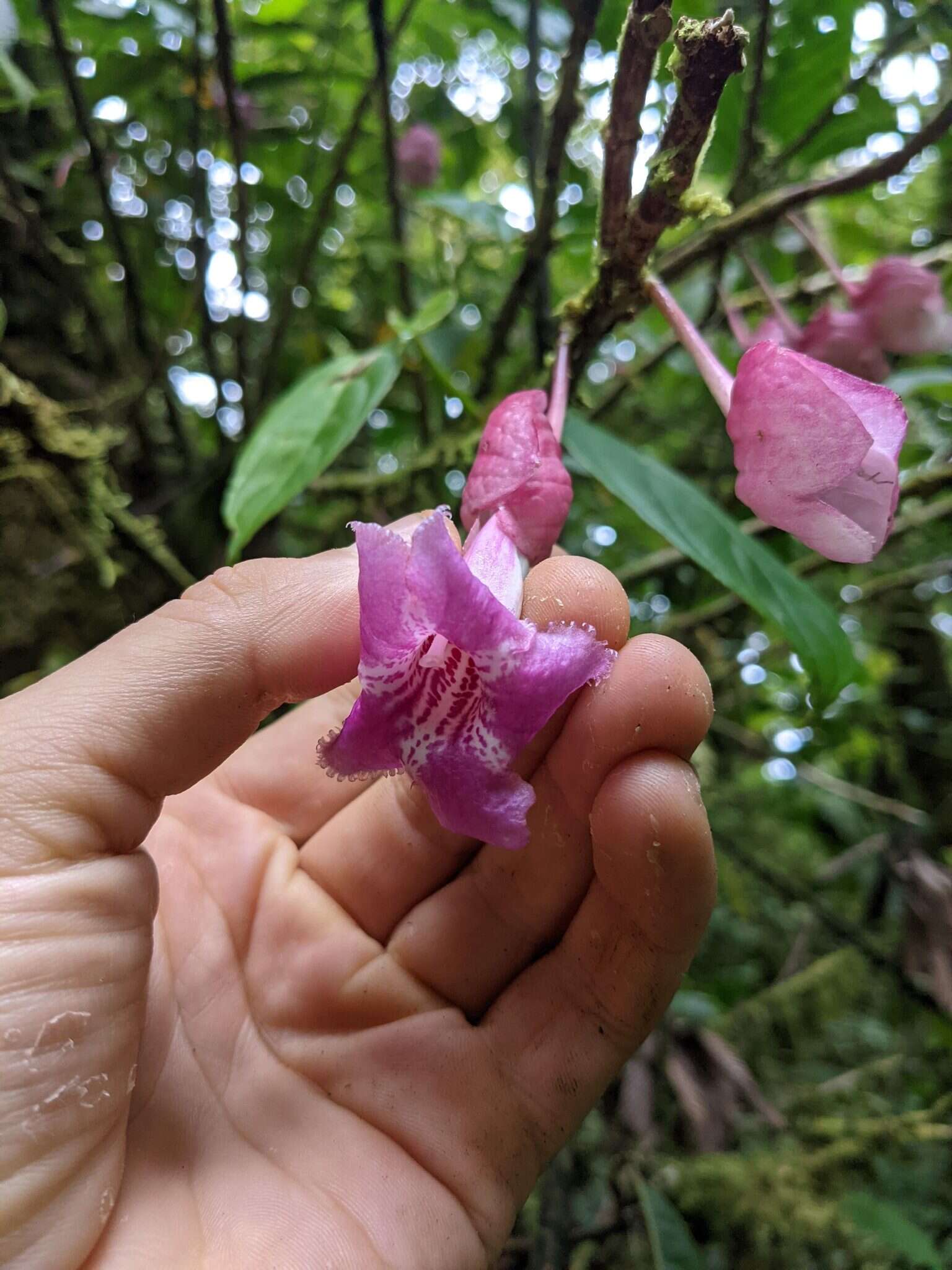 Image of Drymonia conchocalyx Hanst.